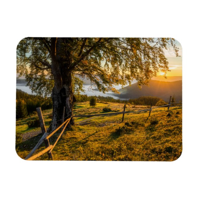 Misty Dawn in a Forest Magnet (Horizontal)