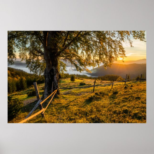 Misty Dawn in a Forest Poster (Front)