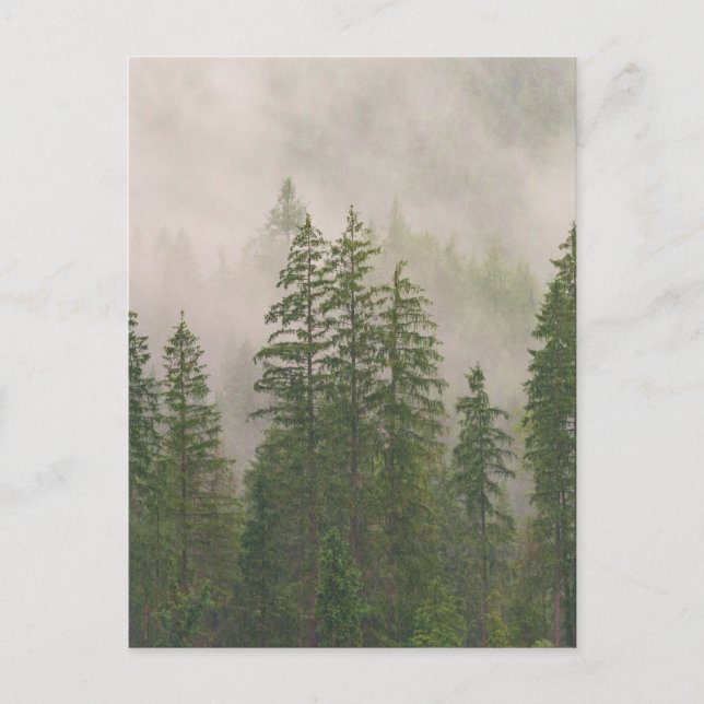 Misty Foggy Forest Trees Postcard (Front)