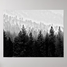 misty forest