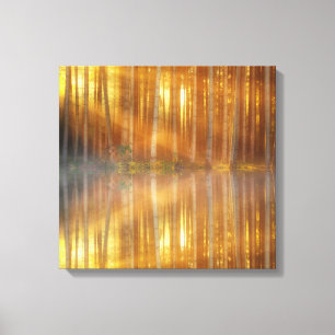 Misty Forest Scene Canvas Print