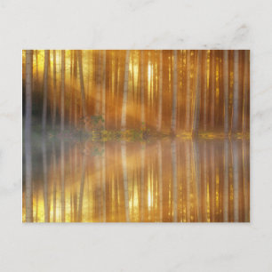Misty Forest Scene Postcard