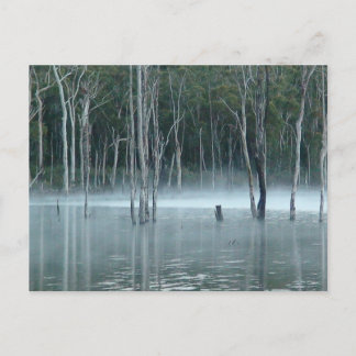 Misty Gumtrees Postcard