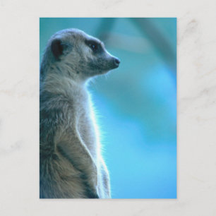 Misty Meerkat Postcard