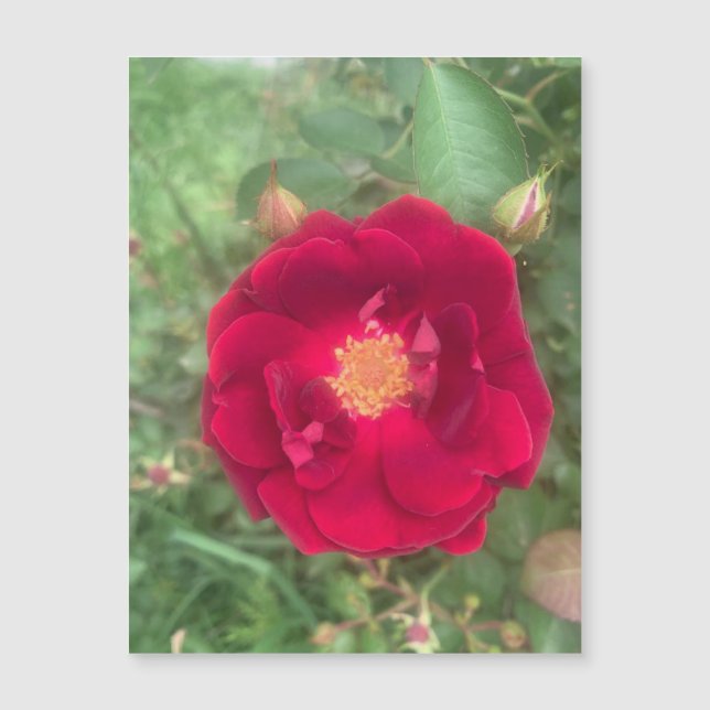 Misty Rose Magnet (Front)