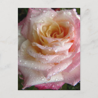Misty Rose Postcard