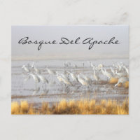 Misty Sandhill Cranes, Bosque del Apache