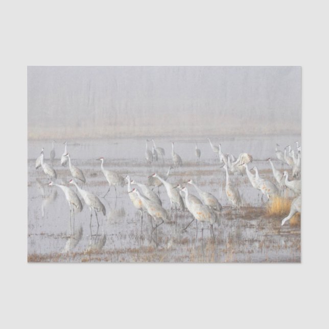 Misty Sandhill Cranes Tissue Paper (Front)