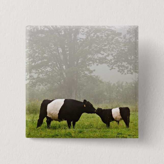 Misty scene of belted galloway cow mothering her 2 inch square button (Front)