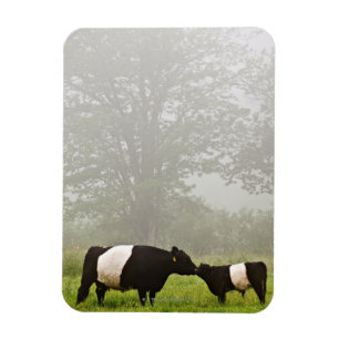 Misty scene of belted galloway cow mothering her magnet