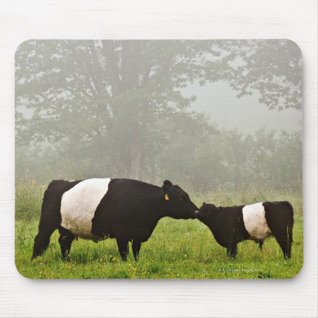 Misty scene of belted galloway cow mothering her mouse pad (Front)
