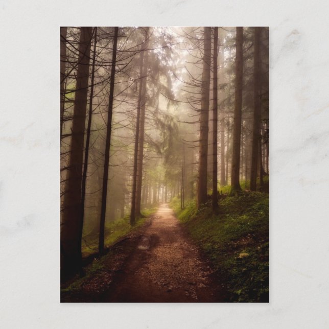 Misty Woodland Path Postcard (Front)