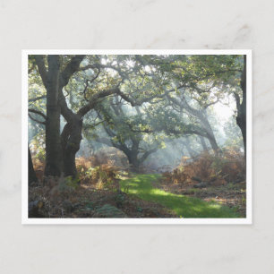 Misty Woodland Postcard