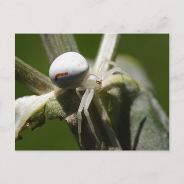 Misumena vatia postcard (Front)