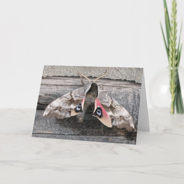 Mite, carte vierge de note par la marque Easton (Devant)