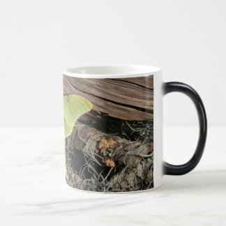 Mite de Luna sur une tasse Morphing
