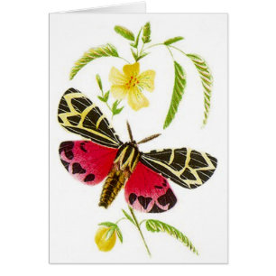 Mite de tigre de jardin et conception florale !