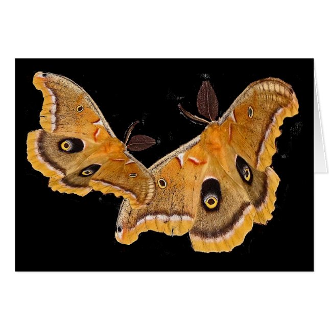 Mites de Polyphemus (Devant horizontal)