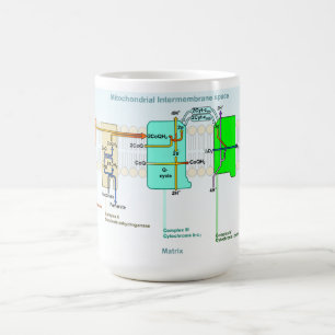Mitonchondrial Intermembrane Space Diagram Coffee Mug