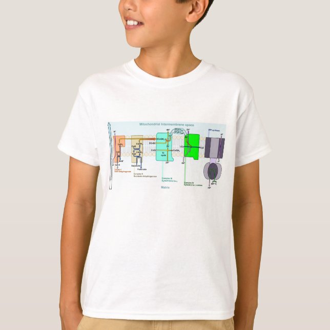 Mitonchondrial Intermembrane Space Diagram T-Shirt (Front)