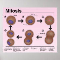 Mitosis Classroom Poster *Updated*