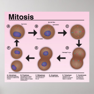 Mitosis Classroom Poster *Updated*