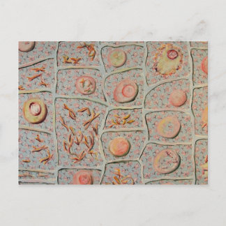 Mitosis Postcard