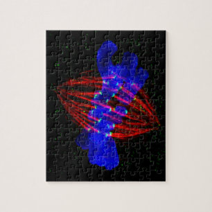 Mitotic Metaphase Jigsaw Puzzle