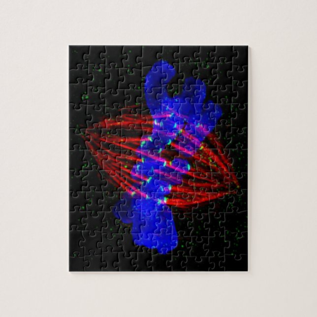 Mitotic Metaphase Jigsaw Puzzle (Vertical)