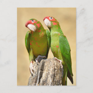 Mitred Parakeet on wood post Postcard