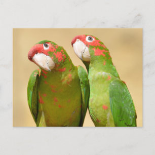 Mitred Parakeet on wood post Postcard