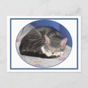Mittens Kitten Nap Postcard