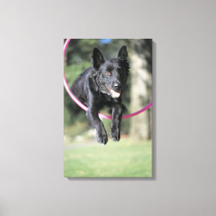 Mixed Border Collie Canvas Print