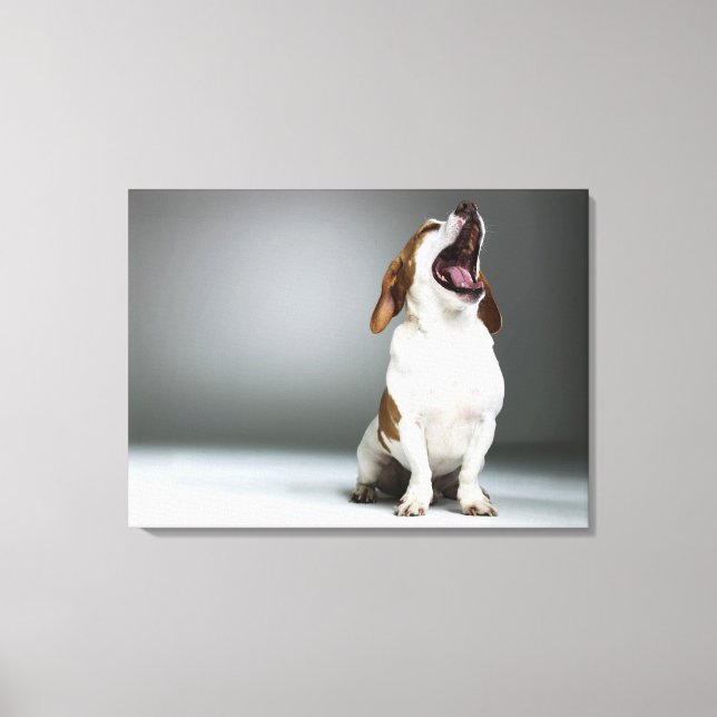 Mixed breed dog yawning, close-up canvas print (Front)