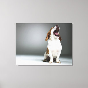 Mixed breed dog yawning, close-up canvas print
