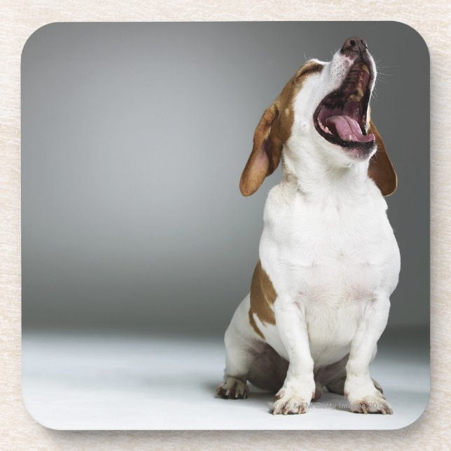 Mixed breed dog yawning, close-up coaster (Front)