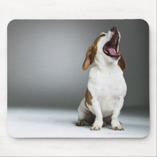 Mixed breed dog yawning mouse pad