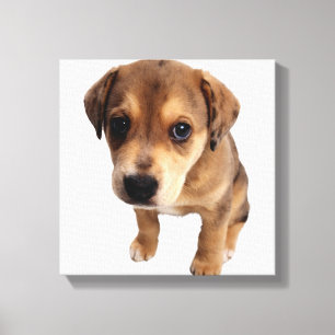 Mixed-Breed Puppy Canvas Print