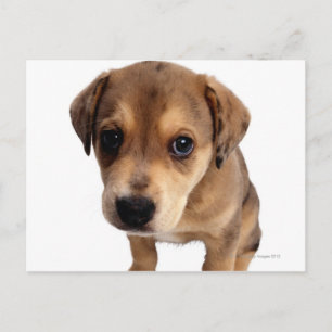 Mixed-Breed Puppy Postcard