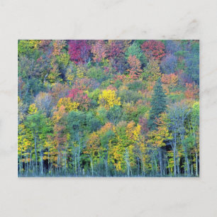 Mixed hardwood forest, Gatineau Park, Quebec, Cana Postcard