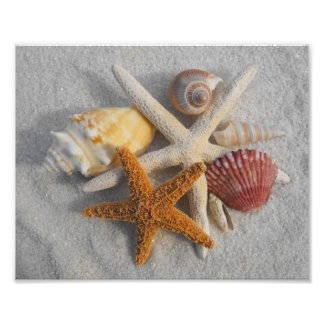 Mixed Sea Shells and Starfish on White Sand Beach Photo Print