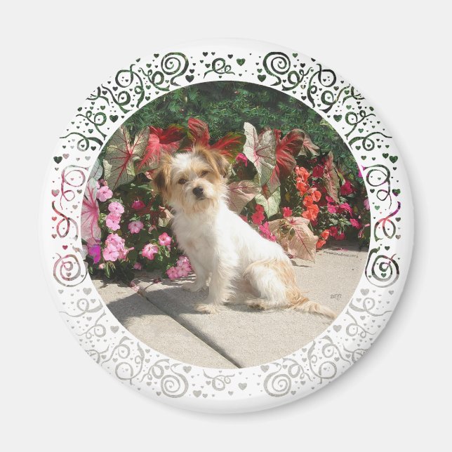 Mixed Terrier Breed Rescue Doggie Magnet (Front)