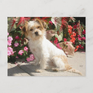 Mixed Terrier Breed Rescue Doggie Postcard