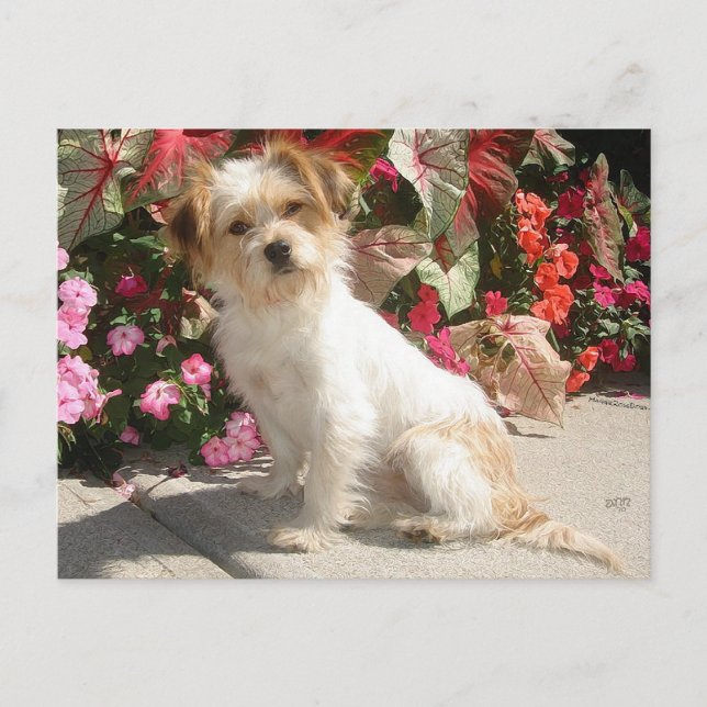 Mixed Terrier Breed Rescue Doggie Postcard (Front)