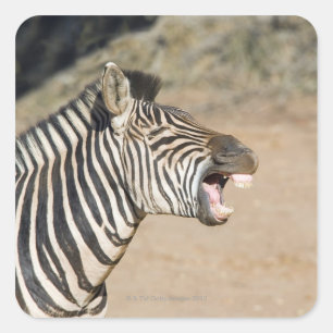 Mkuze Game Reserve, Kwa-Zulu Natal Province, Square Sticker