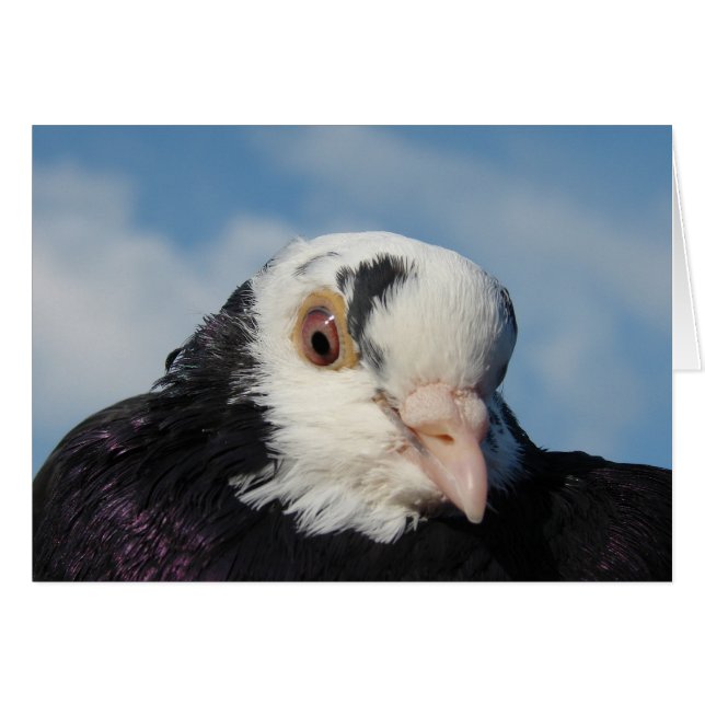 Mlle Pigeon (Devant horizontal)