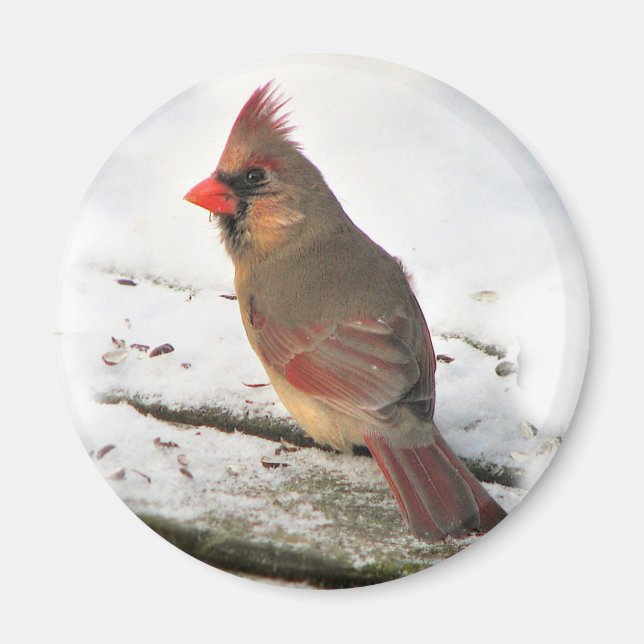 Mme Cardinal Bird Magnet (Devant)