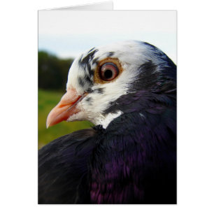 Mme Pigeon Toutes Les Occasions