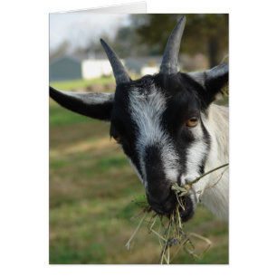 Mmmm... Hay