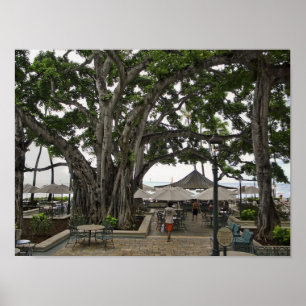 Moana Surfrider Banyan Court - Waikiki Beach Poster